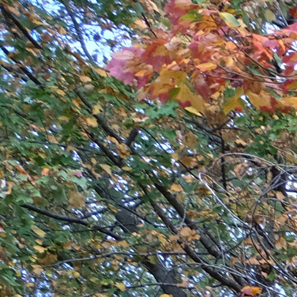 Fujinon GF 32-64mm f/4 R LM WR Review: Field Test -- Sharpness Test Image