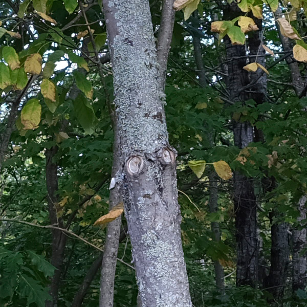 Fujinon GF 32-64mm f/4 R LM WR Review: Field Test -- Sharpness Test Image