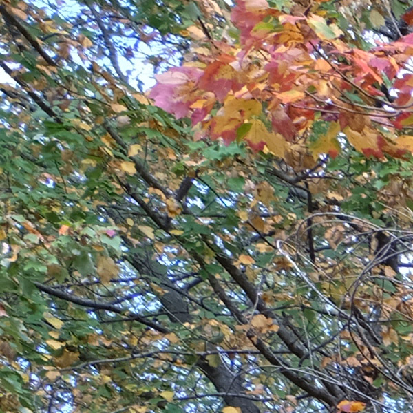 Fujinon GF 32-64mm f/4 R LM WR Review: Field Test -- Sharpness Test Image