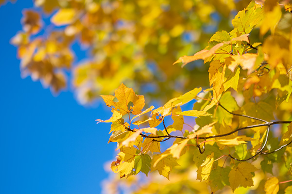 Fujifilm XF 50mm f/1.0 R WR Review: Field Test -- Gallery Image