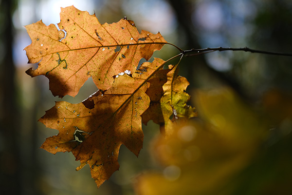 Fujifilm XF 50mm f/1.0 R WR Review: Field Test -- Gallery Image