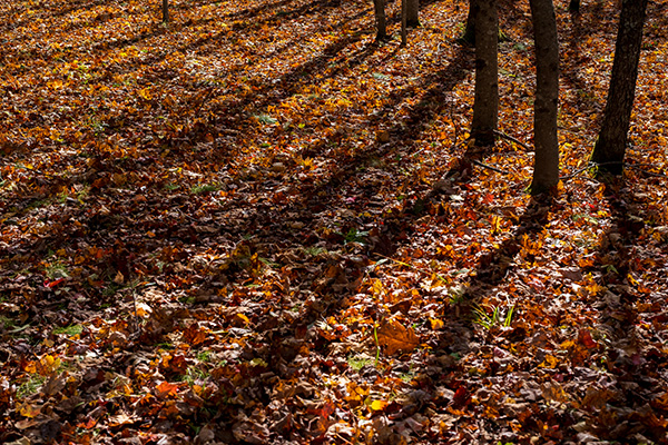 Fujifilm XF 50mm f/1.0 R WR Review: Field Test -- Gallery Image