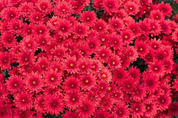 Fujifilm XF 50mm f/1.0 R WR Review: Field Test -- Gallery Image