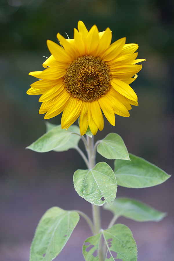 Fujifilm XF 50mm f/1.0 R WR Review: Field Test -- Gallery Image