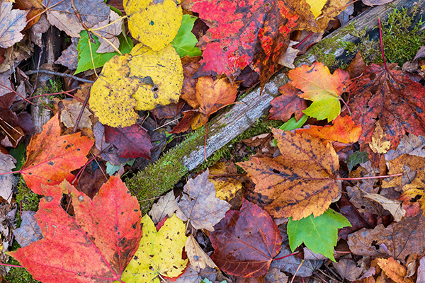 Fujifilm XF 50mm f/1.0 R WR Review: Field Test -- Gallery Image