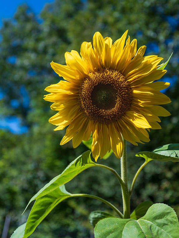 Fujinon GF 50mm f/3.5 R LM WR Review: Field Test -- Gallery Image