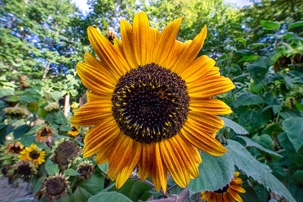 Laowa 15mm f/2 FE Zero-D Review: Field Test -- Gallery Image