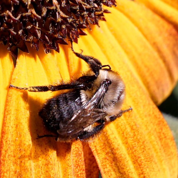 Laowa 15mm f/2 FE Zero-D Review: Field Test -- Gallery Image