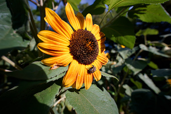 Laowa 15mm f/2 FE Zero-D Review: Field Test -- Gallery Image