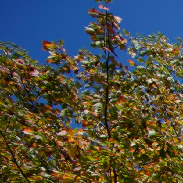 Laowa 15mm f/2 FE Zero-D Review: Field Test -- Sharpness Test Image