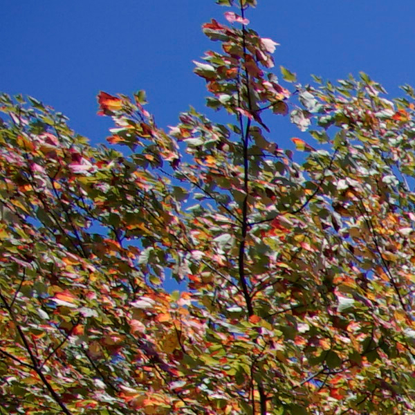 Laowa 15mm f/2 FE Zero-D Review: Field Test -- Sharpness Test Image