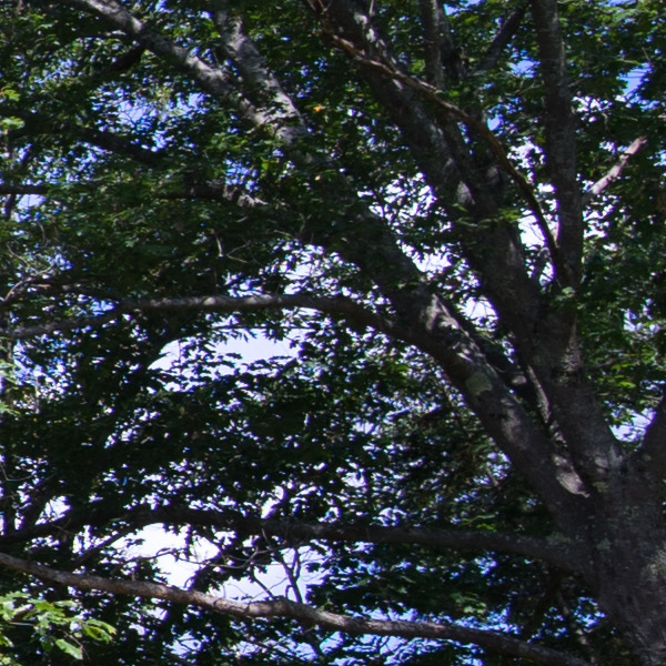 Laowa 15mm f/2 FE Zero-D Review: Field Test -- Purple Fringing Test Image