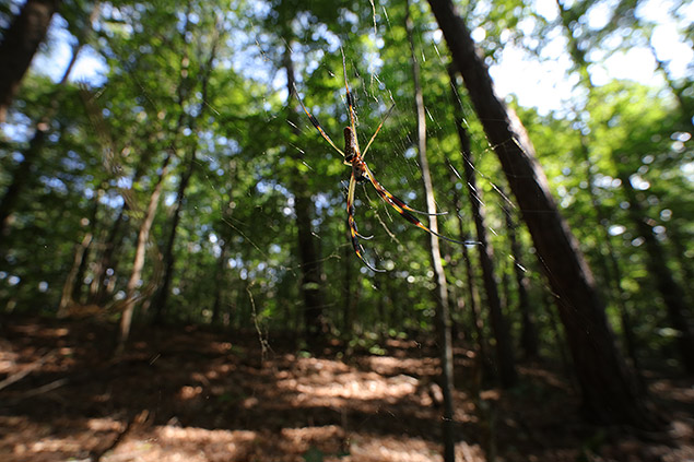 Laowa 15mm f/4 1:1 Macro Field Test -- Gallery Image