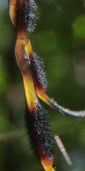 Laowa 15mm f/4 1:1 Macro Field Test -- Gallery Image