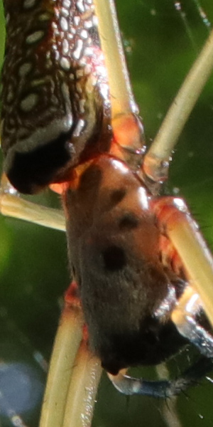 Laowa 15mm f/4 1:1 Macro Field Test -- Gallery Image