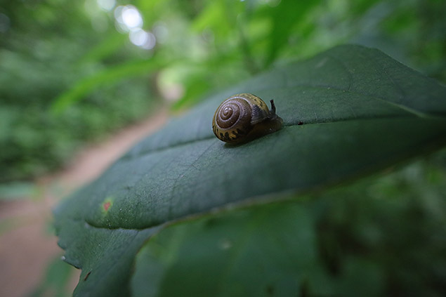 Laowa 15mm f/4 1:1 Macro Field Test -- Gallery Image