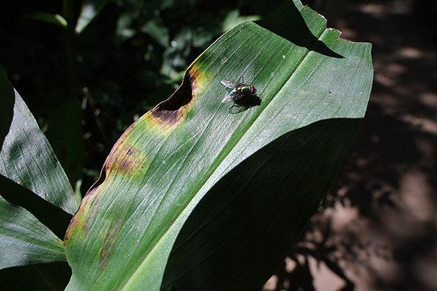 Laowa 15mm f/4 1:1 Macro Field Test -- Gallery Image