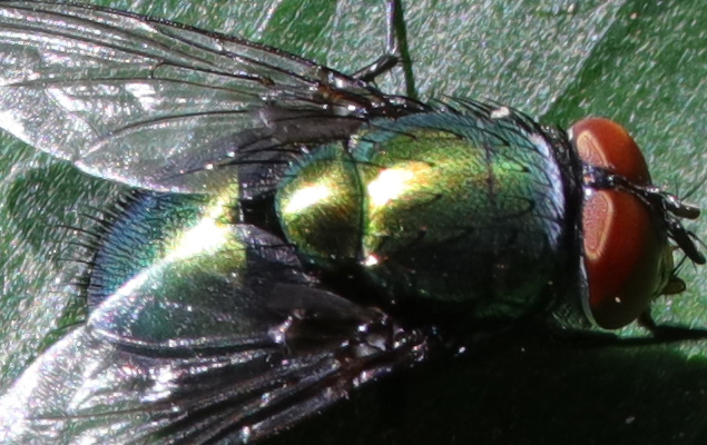 Laowa 15mm f/4 1:1 Macro Field Test -- Gallery Image