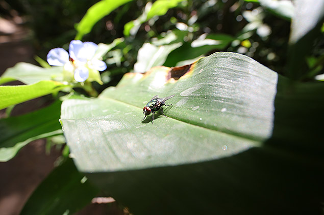 Laowa 15mm f/4 1:1 Macro Field Test -- Gallery Image
