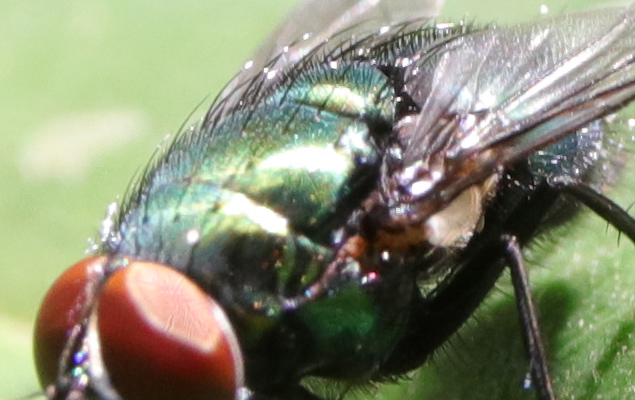 Laowa 15mm f/4 1:1 Macro Field Test -- Gallery Image