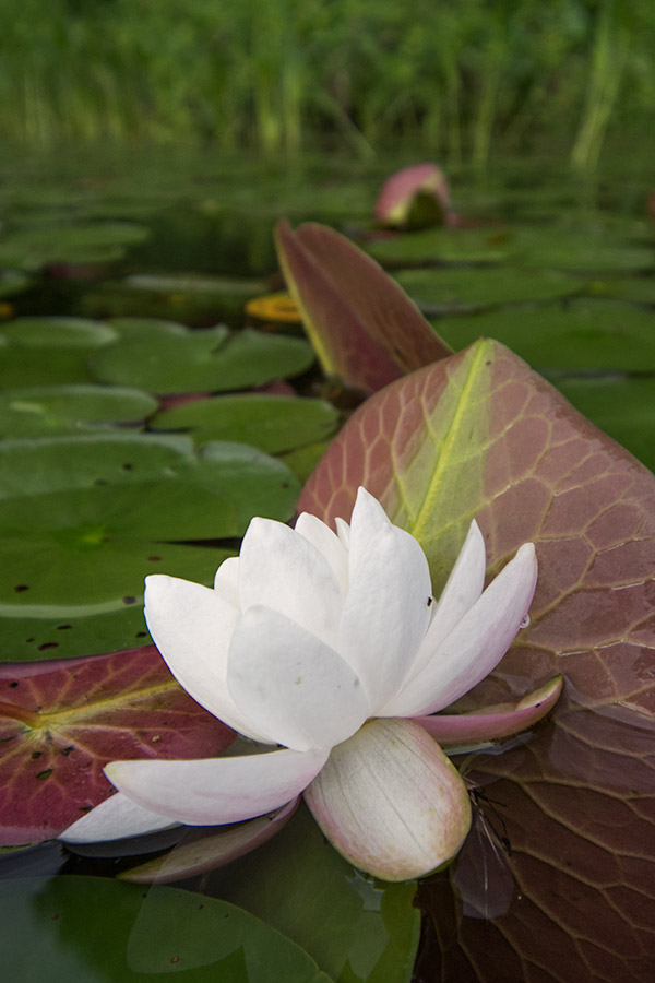 Nikon 10-20mm f4.5-5.6G VR AF-P DX Nikkor Review: Field Test -- Gallery Image