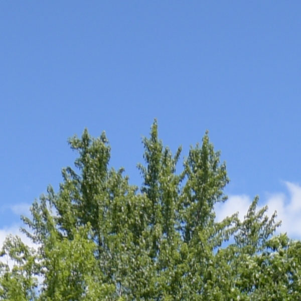 Nikon 10-20mm f4.5-5.6G VR AF-P DX Nikkor Review: Field Test -- Sharpness Test Image