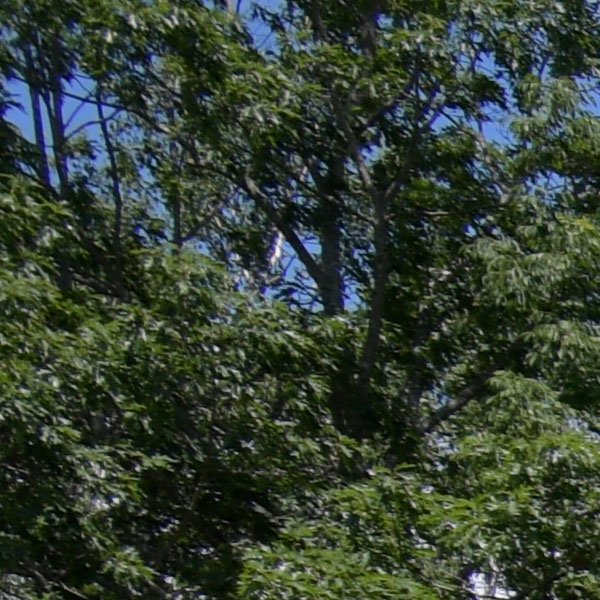 Nikon 10-20mm f4.5-5.6G VR AF-P DX Nikkor Review: Field Test -- Sharpness Test Image