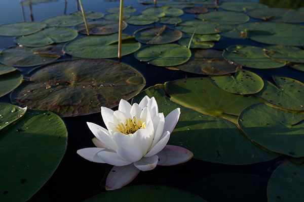 Nikon 10-20mm f4.5-5.6G VR AF-P DX Nikkor Review: Field Test -- Gallery Image