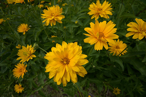 Nikon 10-20mm f4.5-5.6G VR AF-P DX Nikkor Review: Field Test -- Gallery Image