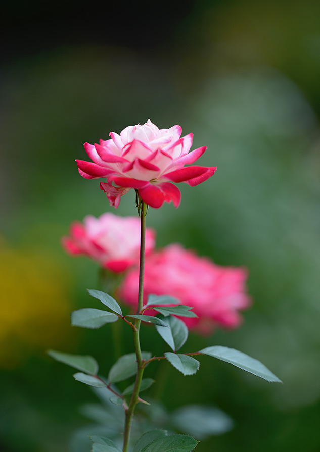 Nikon 105mm f/1.4 Review - sample image