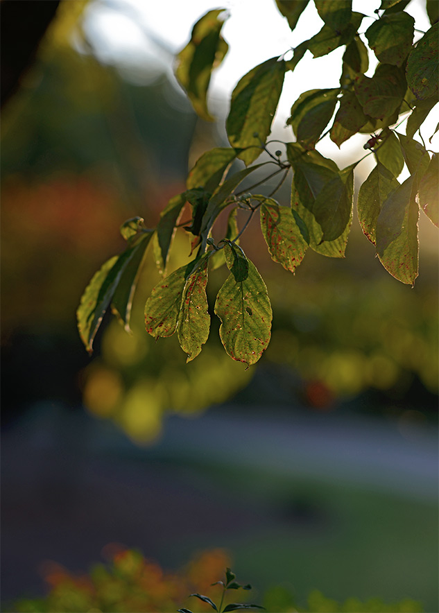 Nikon 105mm f/1.4 Review - sample image