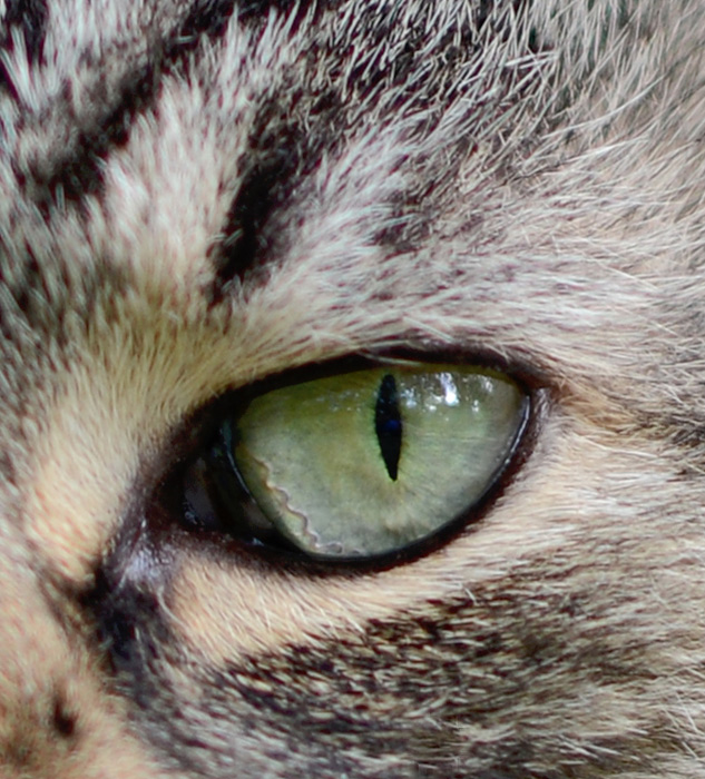 Nikon 105mm f/1.4 Review - sample crop