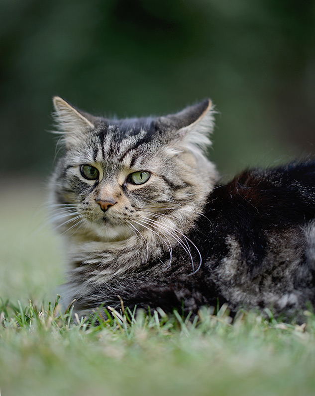 Nikon 105mm f/1.4 Review - sample portrait image
