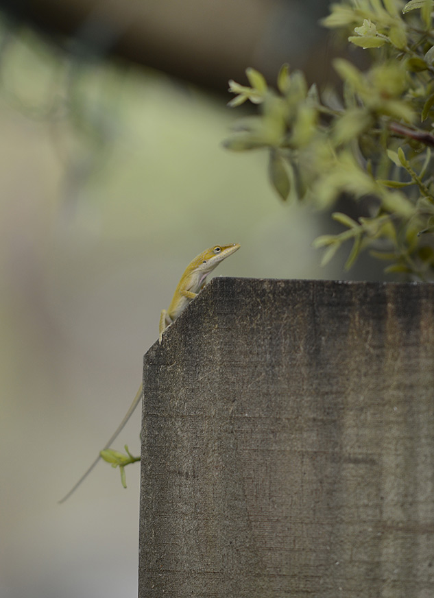 Nikon 105mm f/1.4 Review - sample image