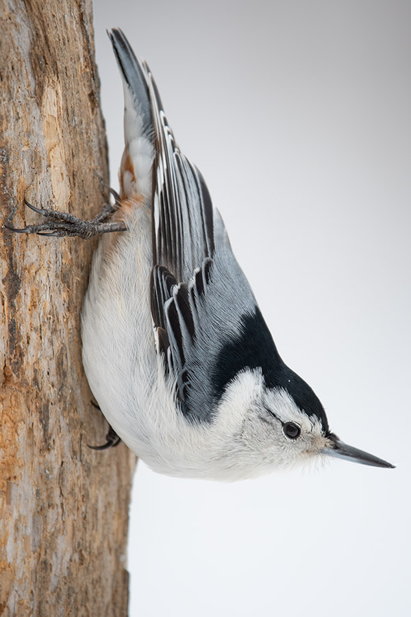 Nikon 180-400mm f/4E TC1.4 FL ED VR AF-S Nikkor Review: Field Test -- Gallery Image