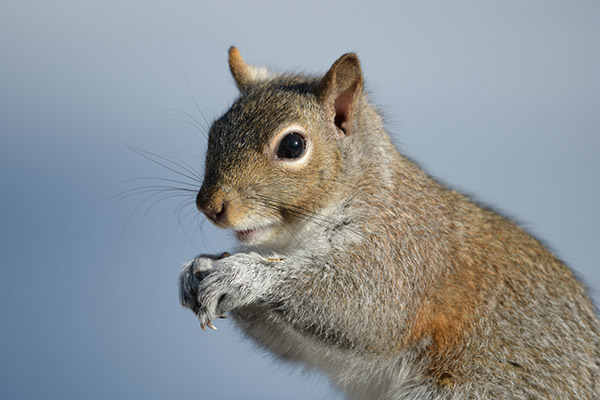 Nikon 180-400mm f/4E TC1.4 FL ED VR AF-S Nikkor Review: Field Test -- Gallery Image