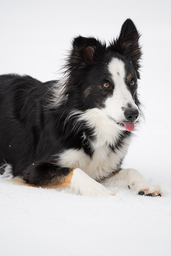 Nikon 180-400mm f/4E TC1.4 FL ED VR AF-S Nikkor Review: Field Test -- Gallery Image