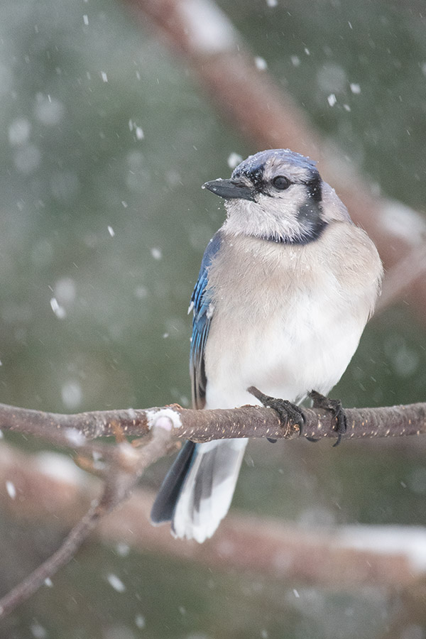 Nikon 180-400mm f/4E TC1.4 FL ED VR AF-S Nikkor Review: Field Test -- Gallery Image