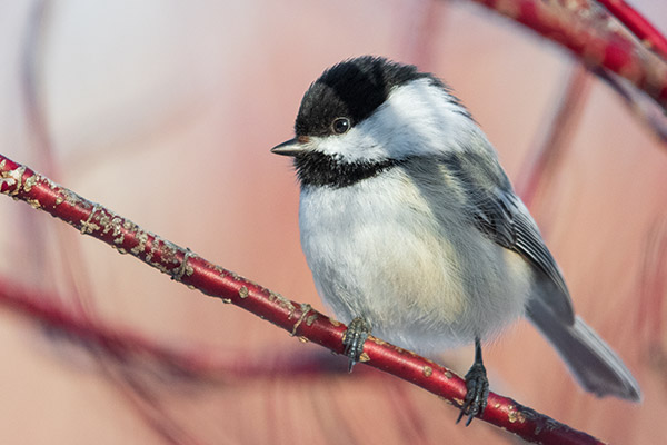 Nikon 180-400mm f/4E TC1.4 FL ED VR AF-S Nikkor Review: Field Test -- Gallery Image