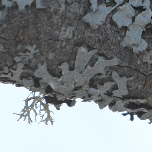 Nikon 180-400mm f/4E TC1.4 FL ED VR AF-S Nikkor Review: Field Test -- Gallery Image