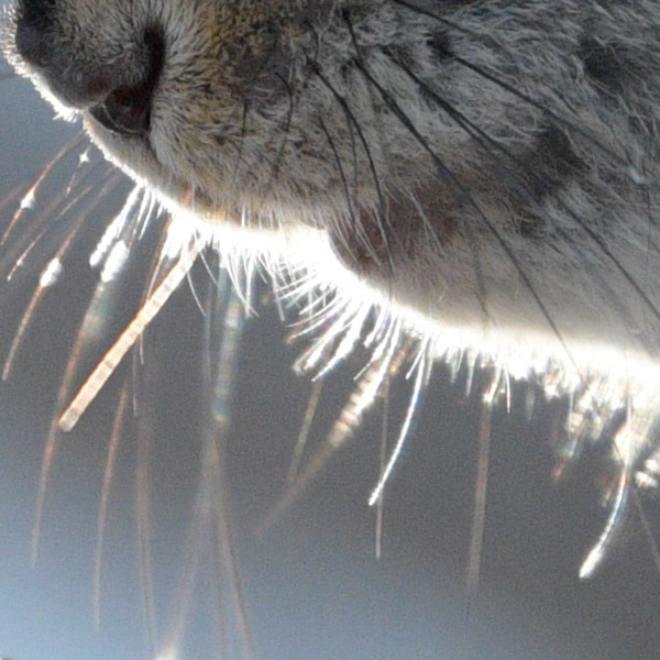 Nikon 180-400mm f/4E TC1.4 FL ED VR AF-S Nikkor Review: Field Test -- Gallery Image