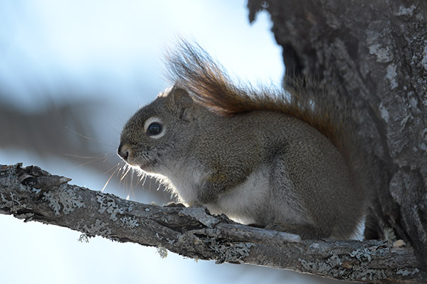 Nikon 180-400mm f/4E TC1.4 FL ED VR AF-S Nikkor Review: Field Test -- Gallery Image