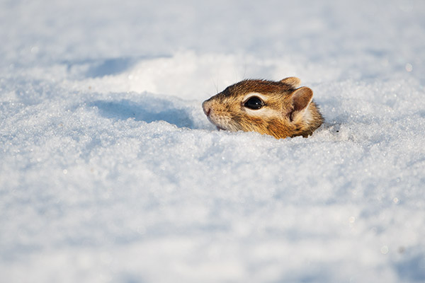 Nikon 180-400mm f/4E TC1.4 FL ED VR AF-S Nikkor Review: Field Test -- Gallery Image