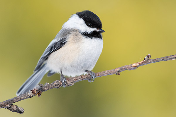 Nikon 180-400mm f/4E TC1.4 FL ED VR AF-S Nikkor Review: Field Test -- Gallery Image