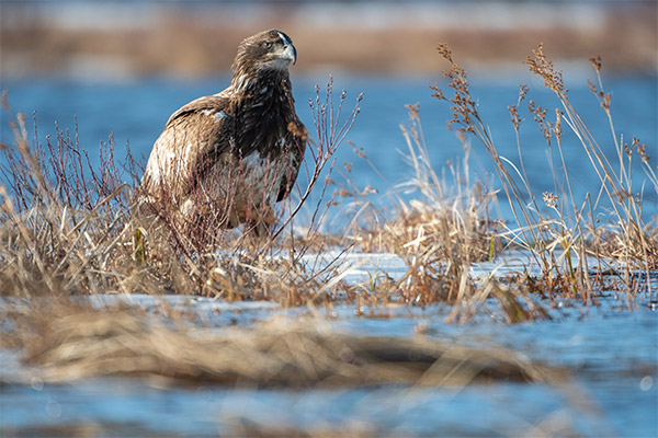 Nikon 180-400mm f/4E TC1.4 FL ED VR AF-S Nikkor Review: Field Test -- Gallery Image
