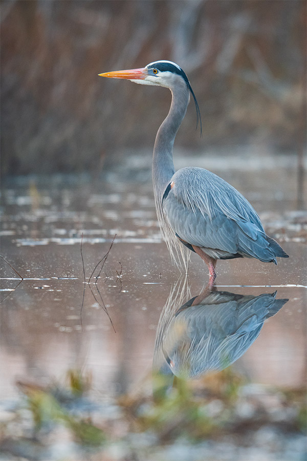 Nikon 180-400mm f/4E TC1.4 FL ED VR AF-S Nikkor Review: Field Test -- Gallery Image