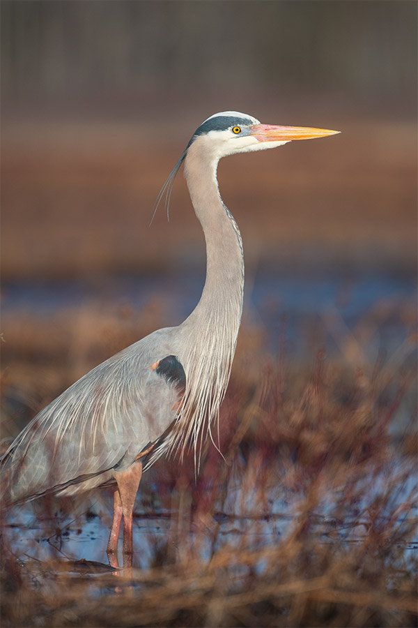 Nikon 180-400mm f/4E TC1.4 FL ED VR AF-S Nikkor Review: Field Test -- Gallery Image