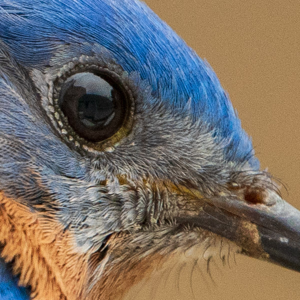 Nikon 180-400mm f/4E TC1.4 FL ED VR AF-S Nikkor Review: Field Test -- Gallery Image