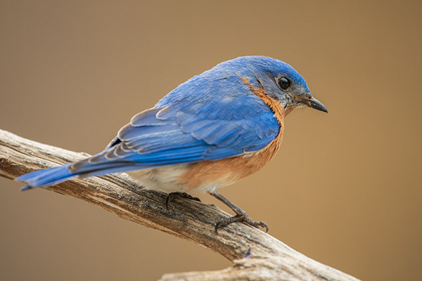 Nikon 180-400mm f/4E TC1.4 FL ED VR AF-S Nikkor Review: Field Test -- Gallery Image