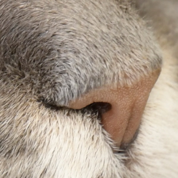 Nikon 180-400mm f/4E TC1.4 FL ED VR AF-S Nikkor Review: Field Test -- Gallery Image